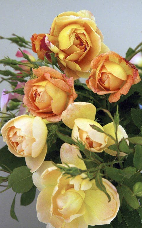 Roses 'Pat Austin', 'Lady of Shallott' & 'The Lark Ascending'