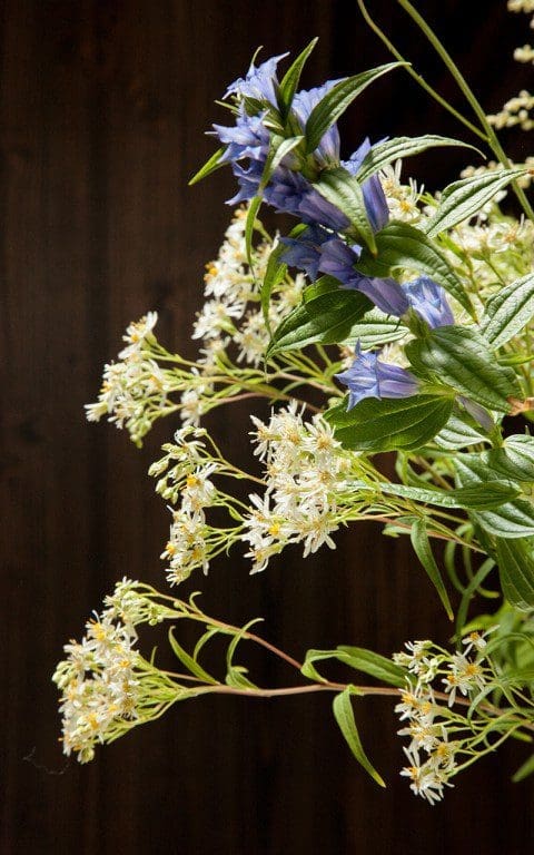 Gentiana asclepiadea with Aster umbellatus