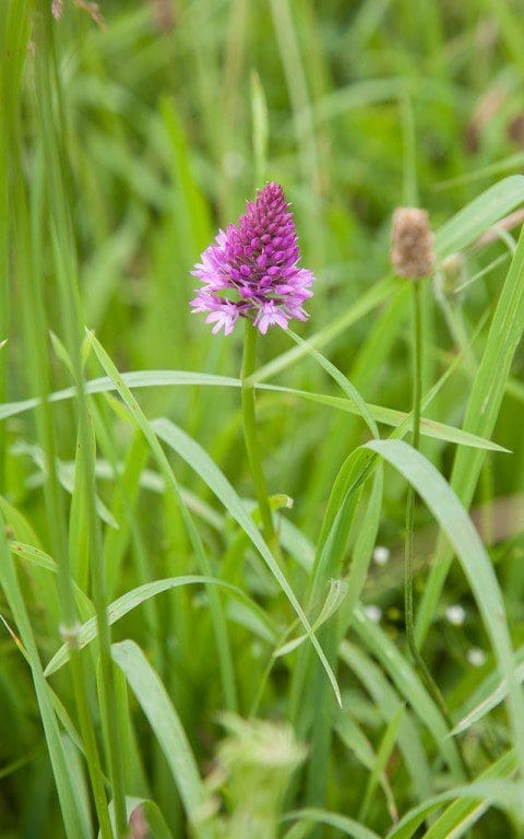 Pyramidal orchid