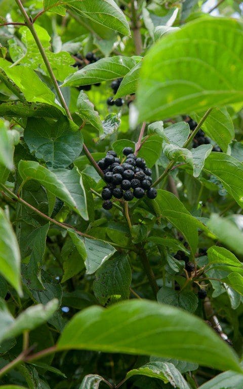 Cornus sanguinea - Dogwood