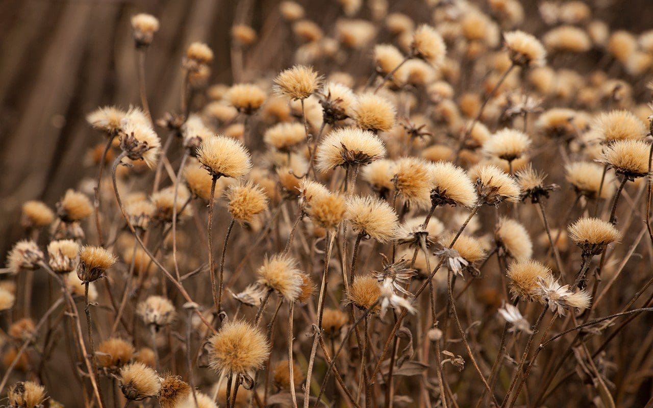 Aster pyrenaeus 'Lutetia'
