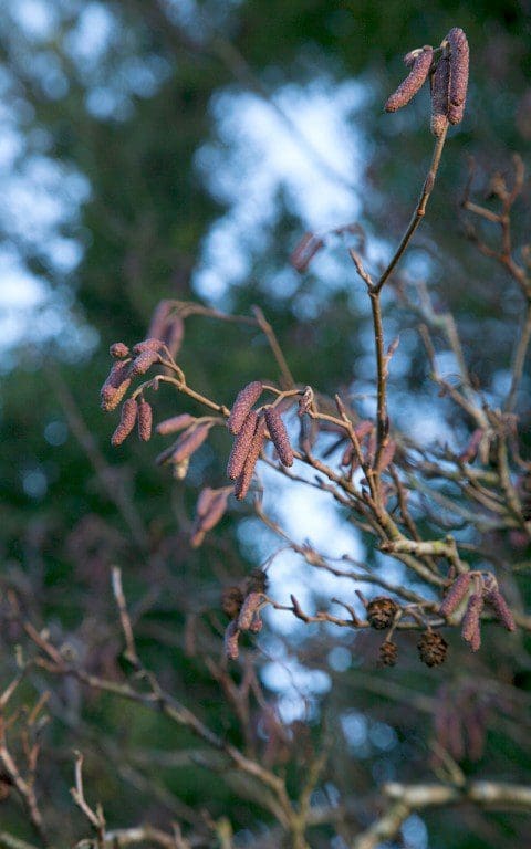 Alder catkins