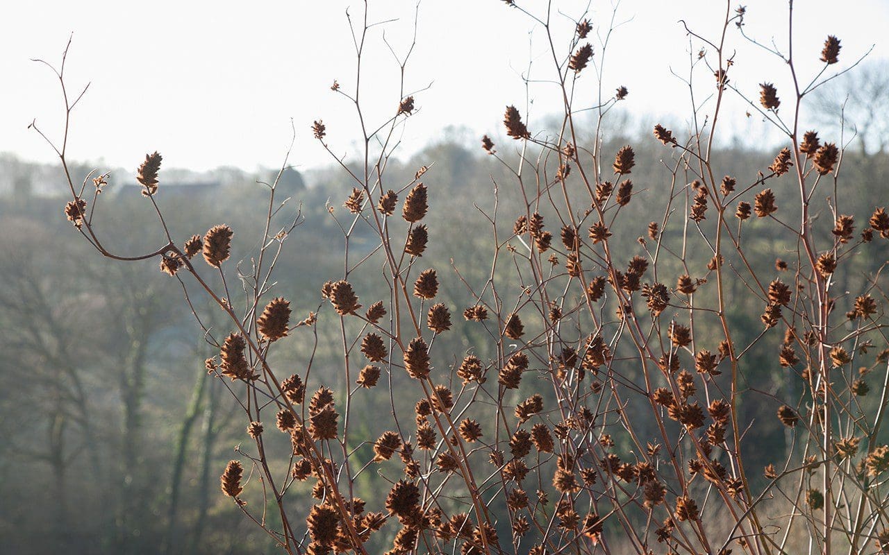 Glycyrrhiza yunnanensis
