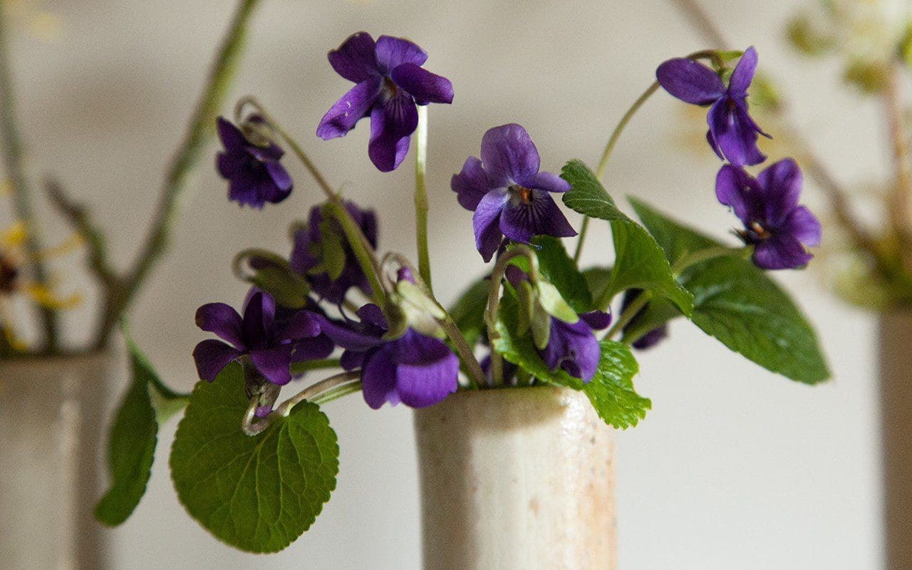 Viola odorata