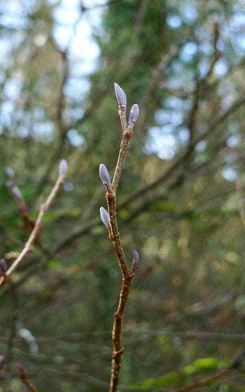 Alder leaf buds