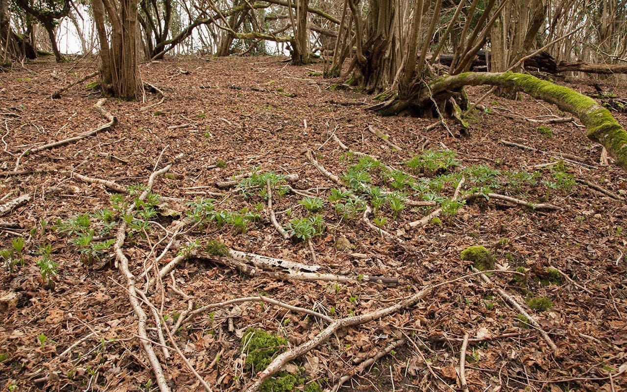 A wild colony of Helleborus viridis ssp. occidentalis