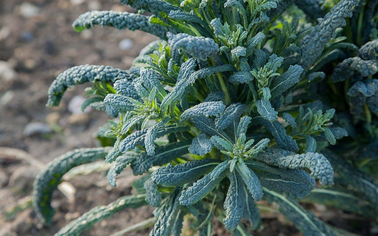 Sprouting cavolo nero
