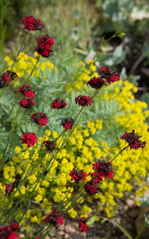 Dianthus cruentus