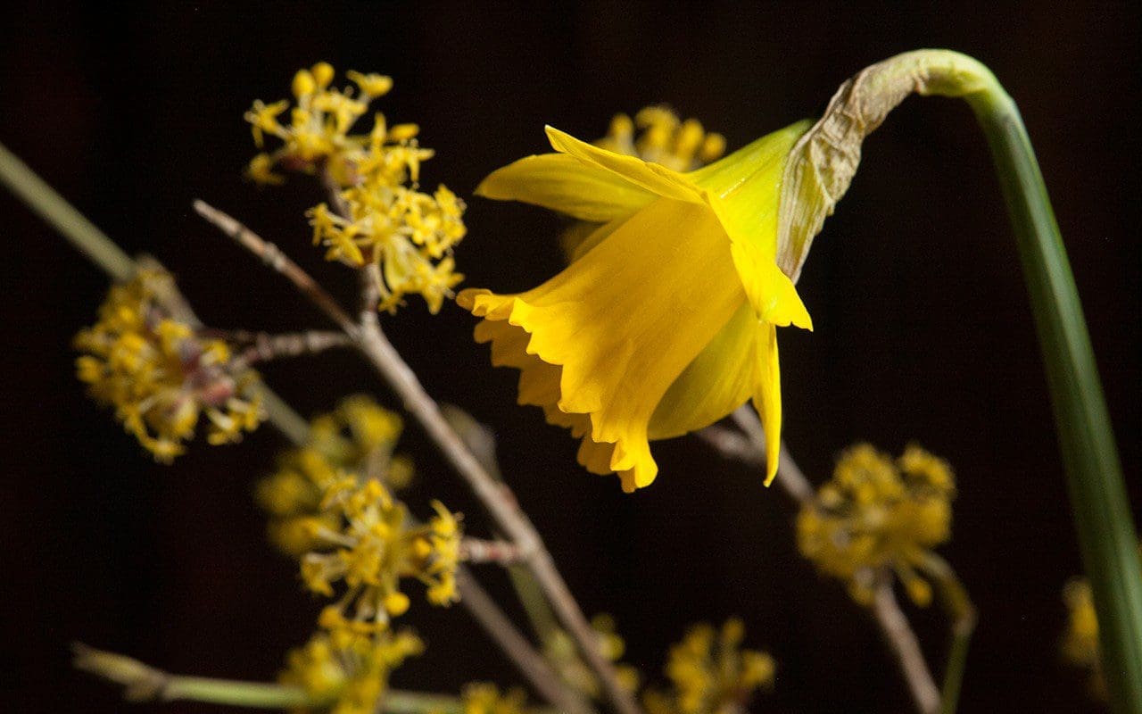Cornus mas and Narcissus pseudonarcissus