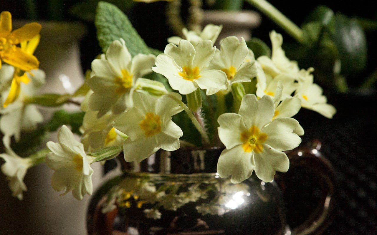 Primrose - Primula vulgaris