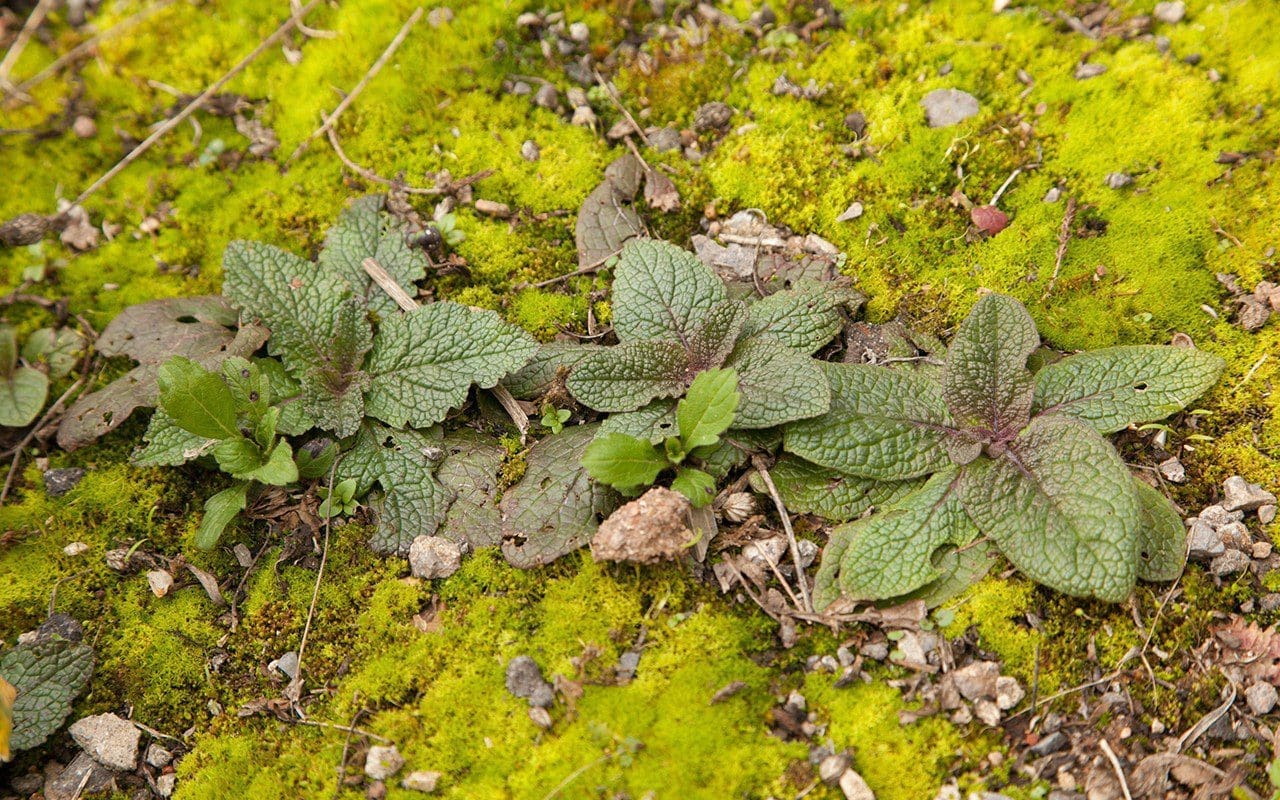 Seedlings of Verbascum phoeniceum ‘Violetta’