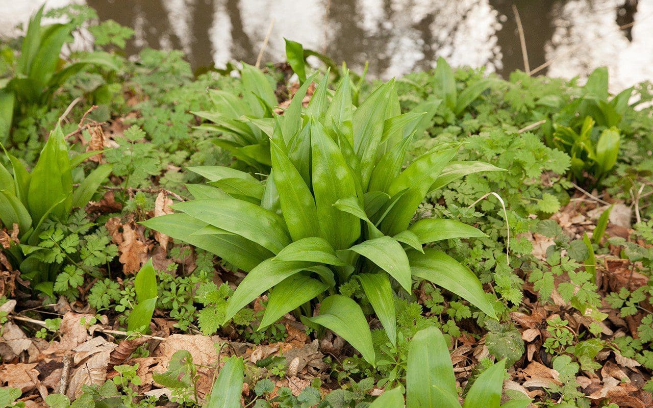 Wild garlic