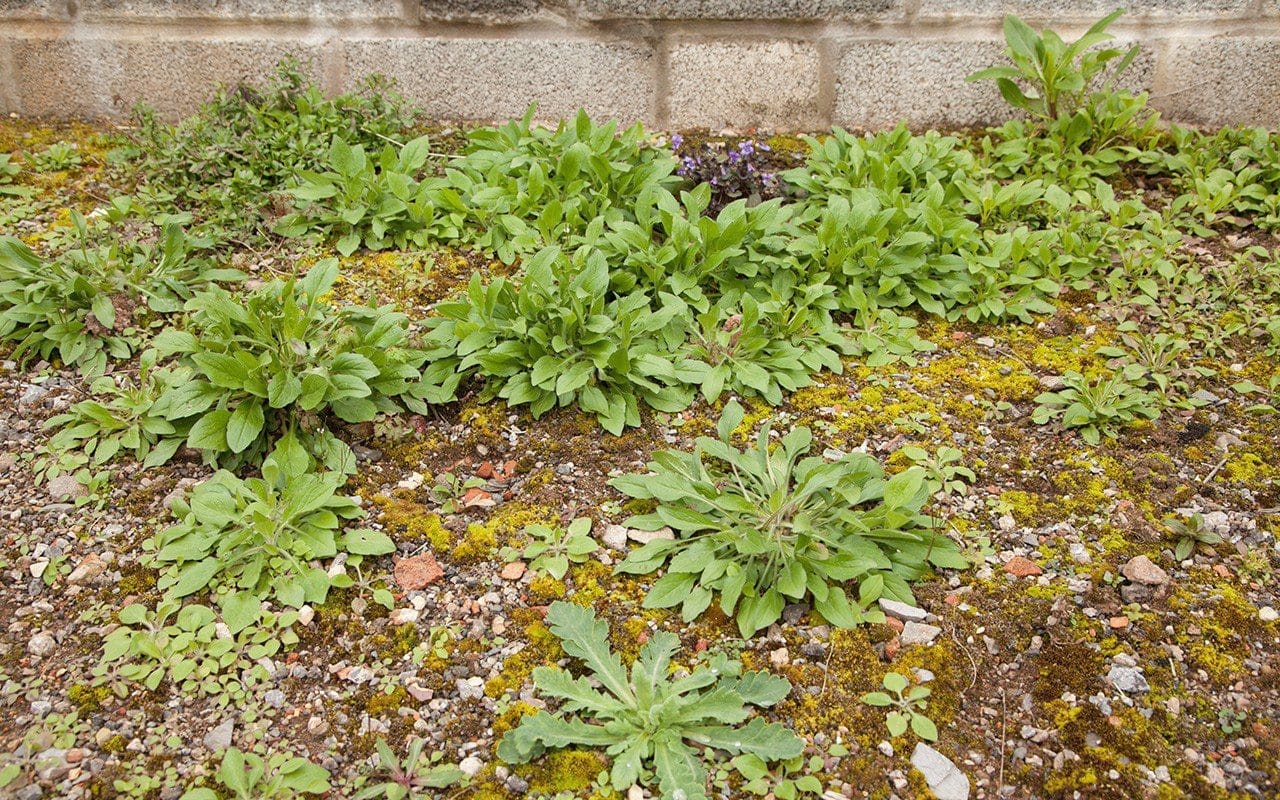 Seedlings of Erigeron annuus