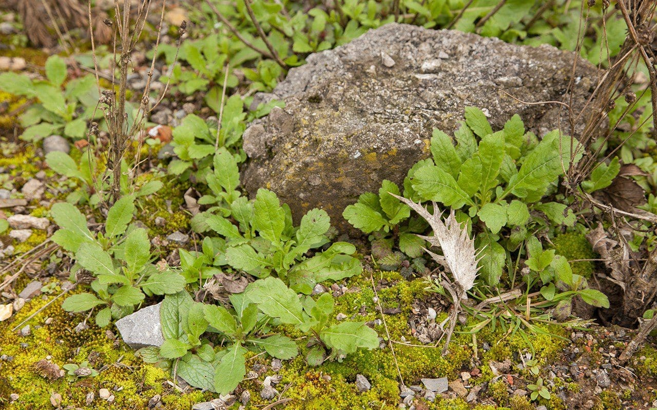 Seedlings of Cephalaria transylvanica