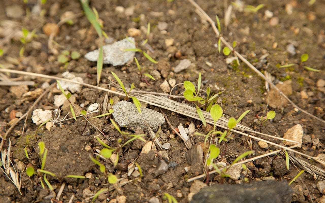 Seedlings of Bupleurum falcatum