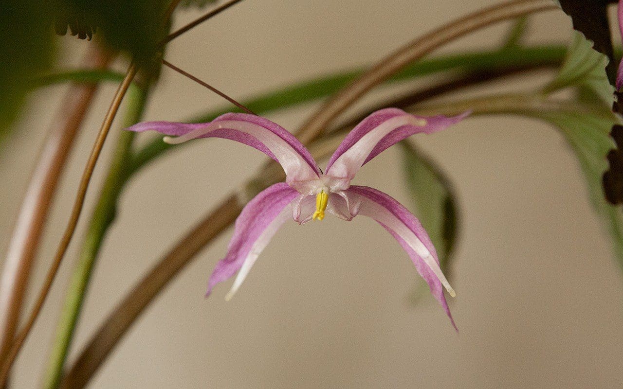 Epimedium leptorrhizum 'Mariko'