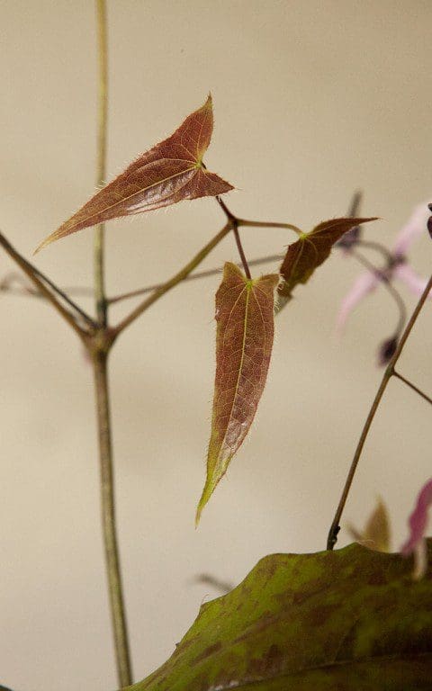 Epimedium fargesii 'Pink Constellation' foliage