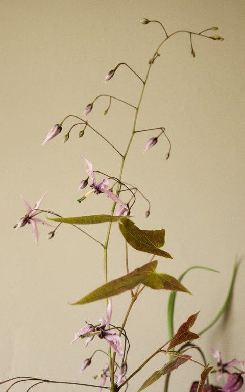 Epimedium fargesii 'Pink Constellation'