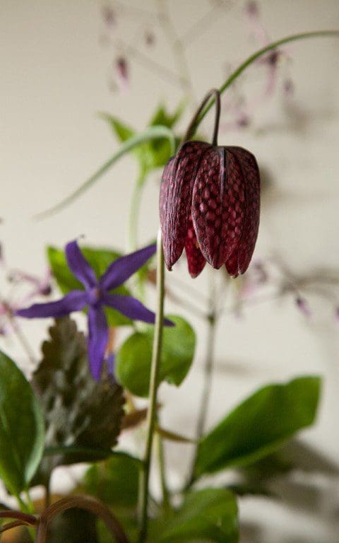 Fritillaria meleagris