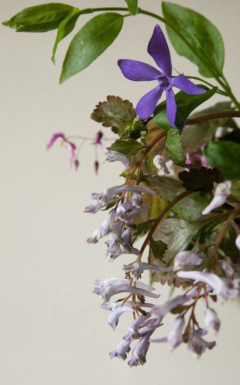 Vinca major var. oxyloba and Corydalis temuifolia 'Chocolate Stars'