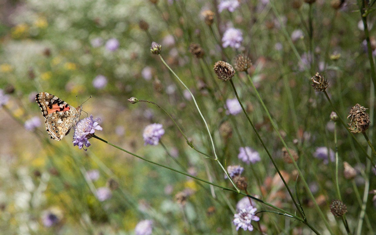 Cephalaria transylvanica