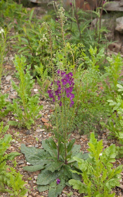 Verbascum phoeniceum 'Violetta'