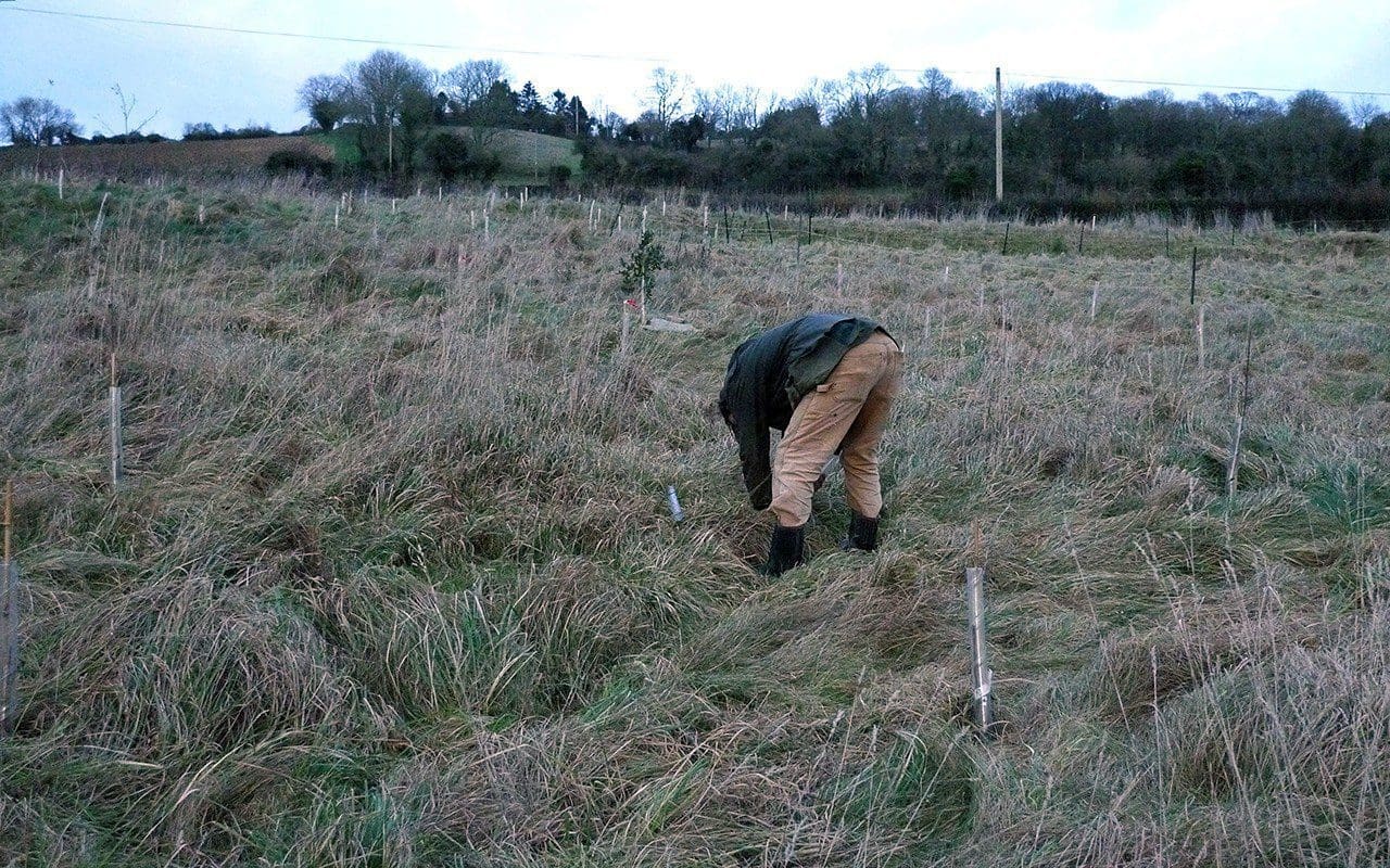 Dan Pearson plnating the Blossom Wood at his Somerset property