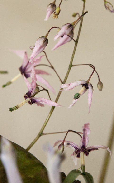 Epimedium fargesii 'Pink Constellation'