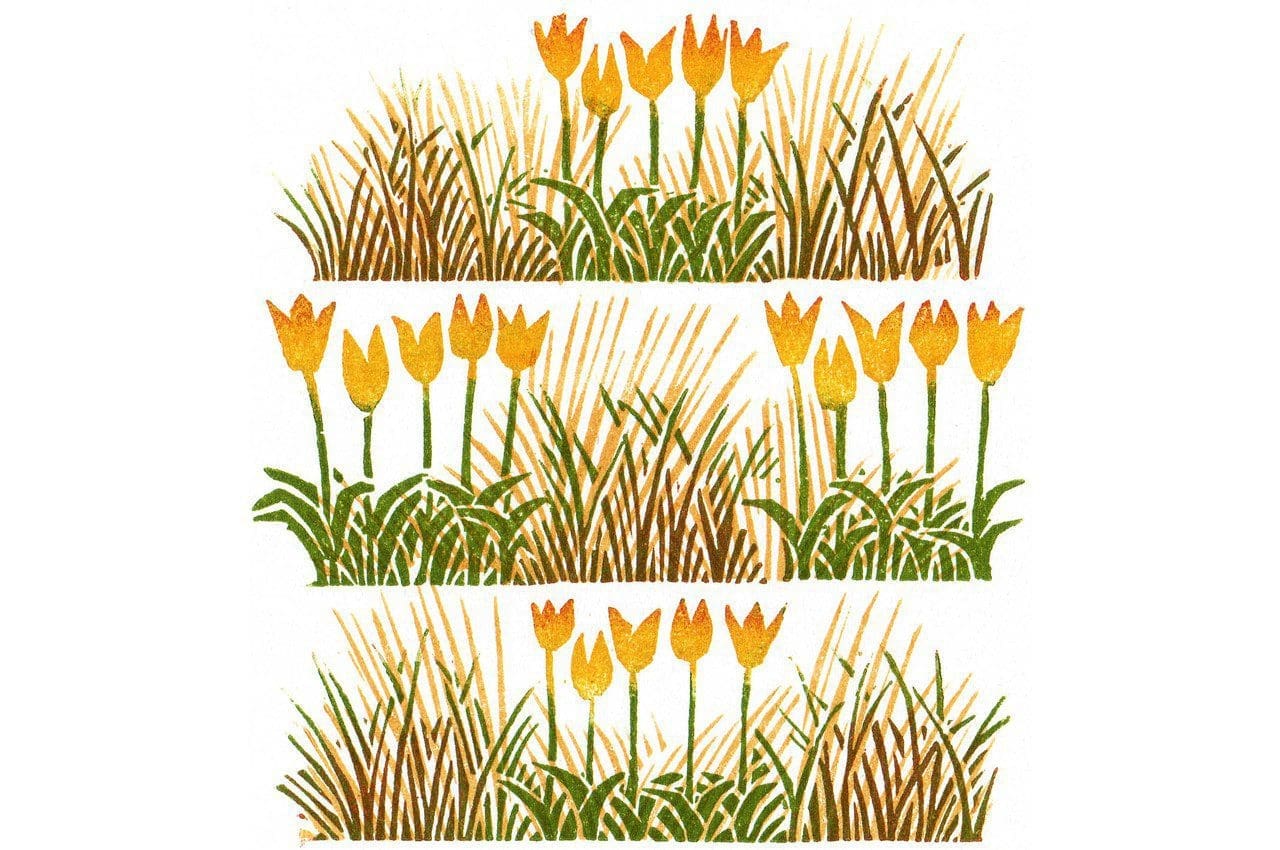 Tulips by Clare Melinsky