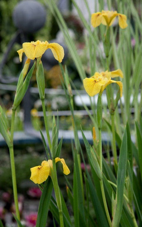 IMG_0650(Iris_pseudacorus_Roy_Davidson_Waterside_Nursery)