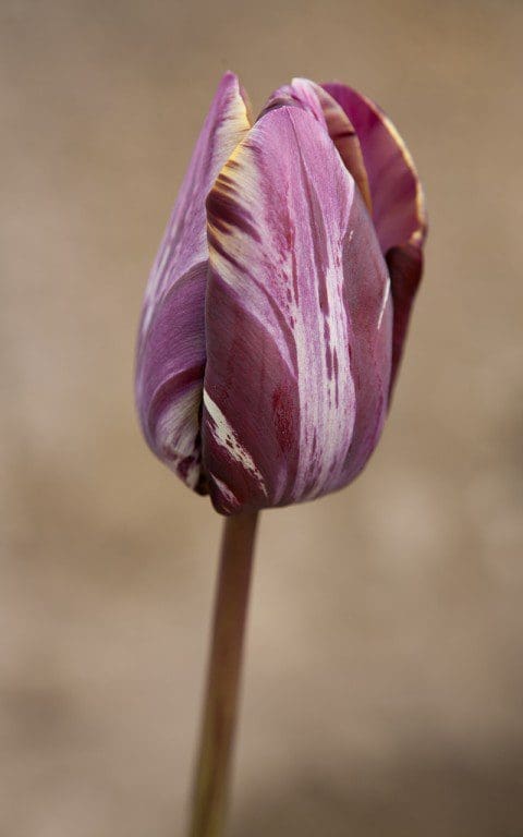 Tulipa 'Insulinde'