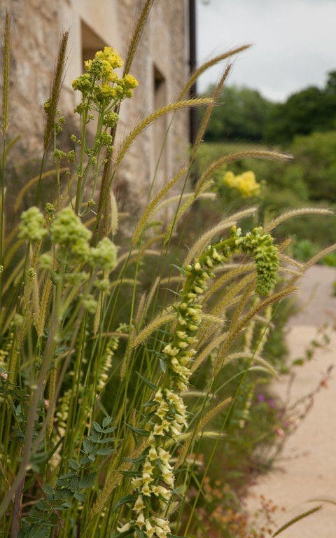 Hordeum bulbosum, Digitalis lutea and Thalictrum flavum ssp. glaucum