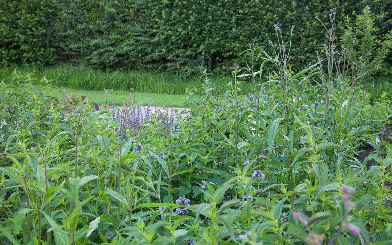 Dan Pearson's Somerset garden June 2017