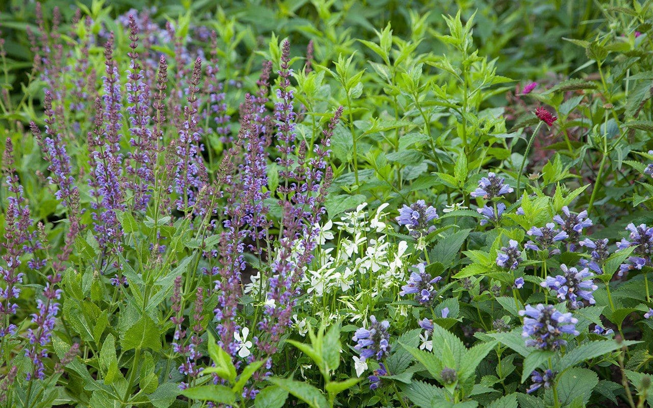 Salvia pratensis 'Indigo', Nepeta subsessilis ‘Washfield’ , Viola cornuta 'Alba' & Knautia macedonica