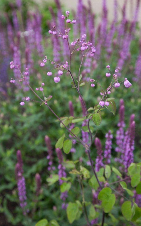 Thalictrum rochebrunianum with Salvia nemerosa 'Amethyst' behind