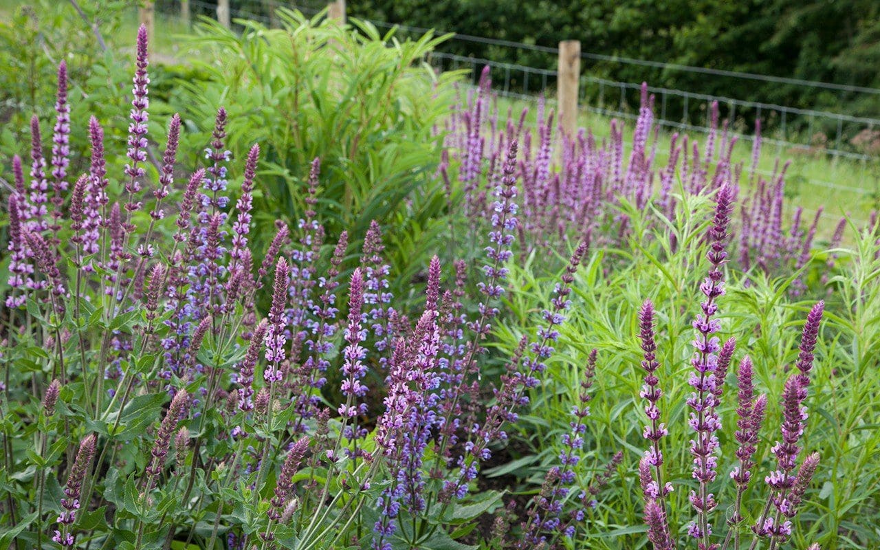 Salvia nemerosa 'Amethyst' and Salvia pratensis 'Indigo'