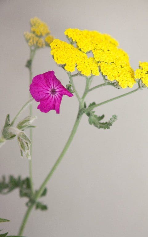 Achillea 'Moonshine' & Lychnis coronaria