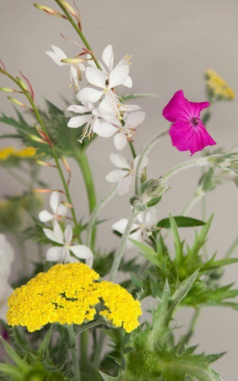 Achillea 'Moonshine', Lychnis coronaria & Gaura lindheimerei