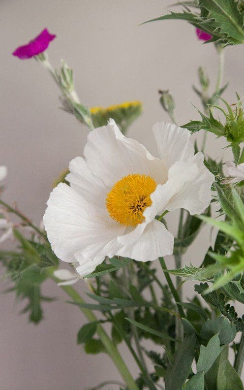 Romneya coulteri
