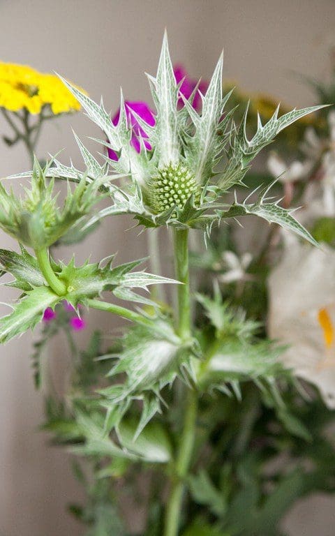 Eryngium giganteum 'Silver Ghost'