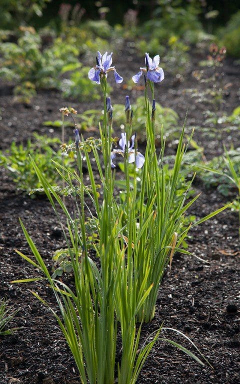 Iris sibirica 'Papillon'