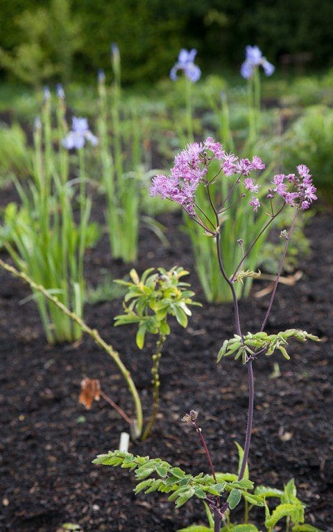 Thalictrum aquilegifolium 'Black Stockings' with Iris sibirica 'Papillon' behind