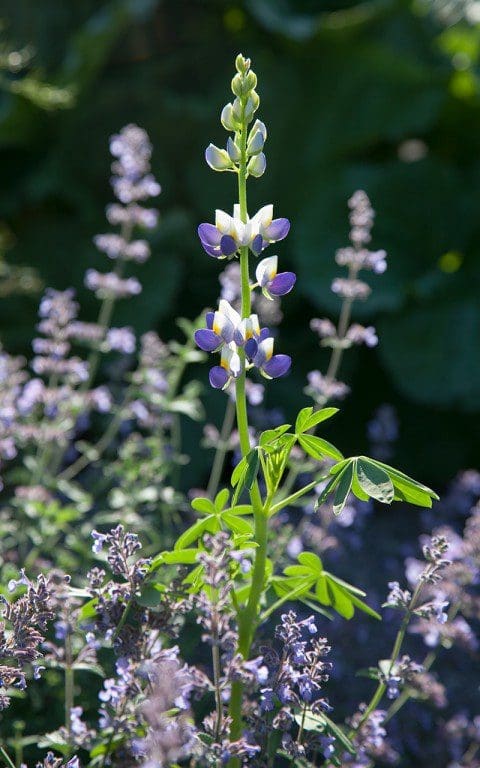 Lupinus 'Blue Javelin'. Photo: Huw Morgan