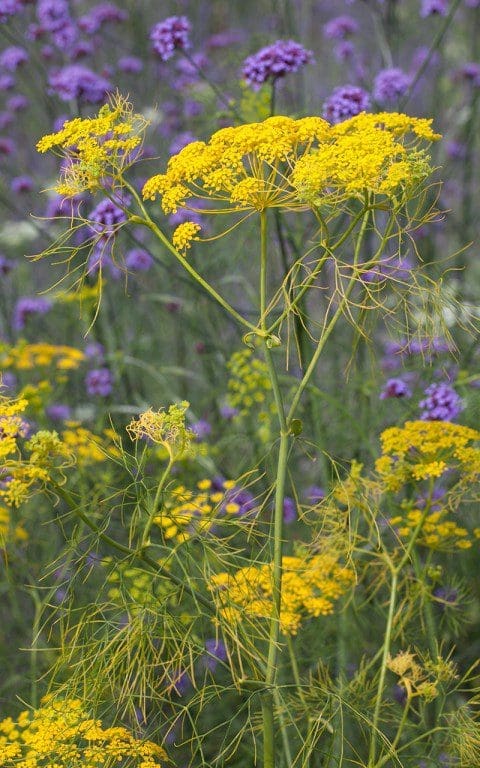 Ridolfia segetum. Photo: Huw Morgan