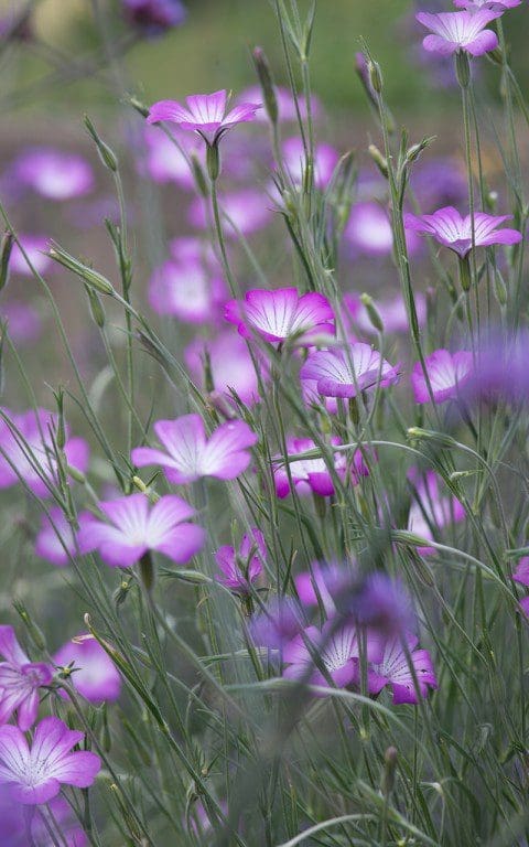 Agrostemma githago 'Milas'. Photo: Huw Morgan