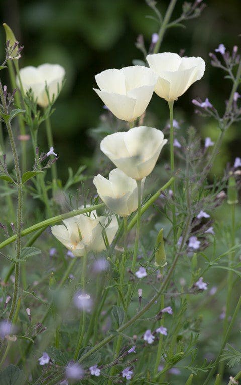 Eschscholzia California 'Ivory Castle'. Photo: Huw Morgan
