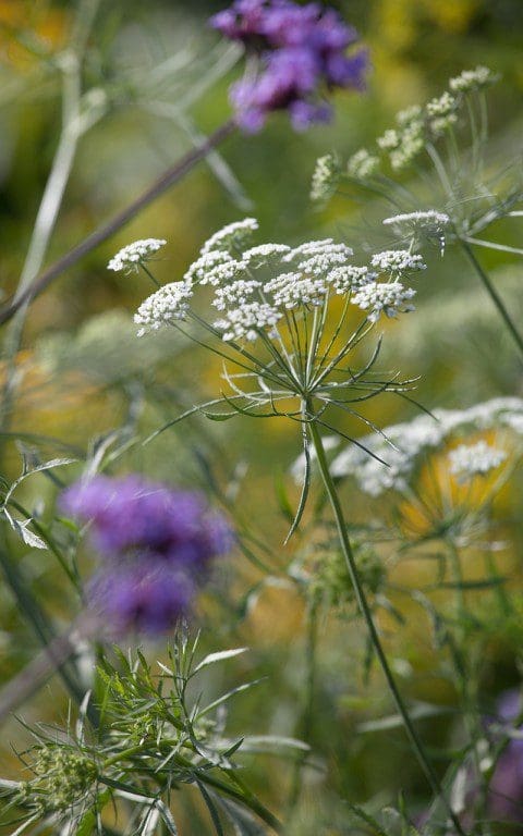 Ammi majus. Photo: Huw Morgan