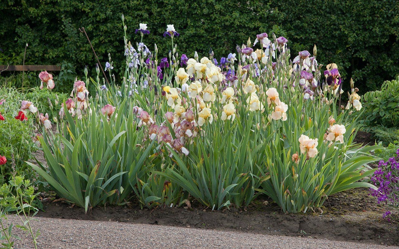 Dan Pearson's iris trial beds at his Somerset property. Photo: Huw Morgan