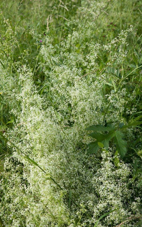 Hedge Bedstraw (Galium album). Photograph: Huw Morgan