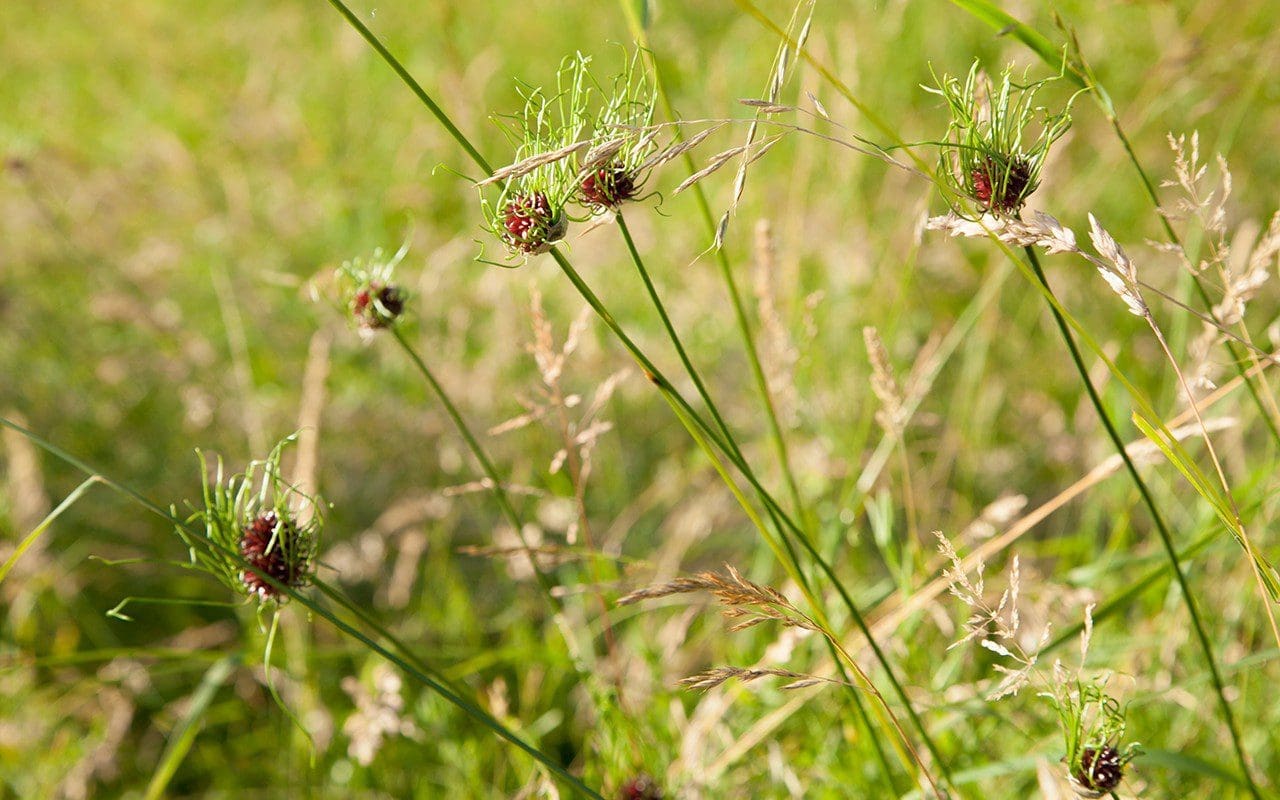 Wild onion (Allium vineale). Photograph: Huw Morgan